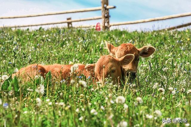 新疆有个最性感的“立体草原”，竟然比内蒙的草原还要美