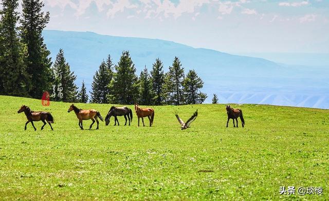 新疆有个最性感的“立体草原”，竟然比内蒙的草原还要美