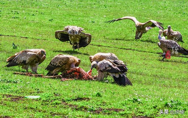 新疆有个最性感的“立体草原”，竟然比内蒙的草原还要美