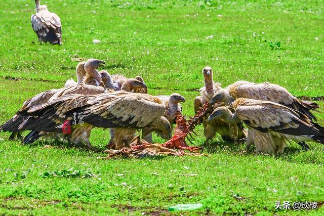 新疆有个最性感的“立体草原”，竟然比内蒙的草原还要美