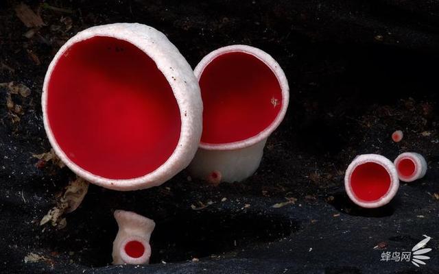 微妙的世界 这个摄影师为拍蘑菇跑遍了全世界