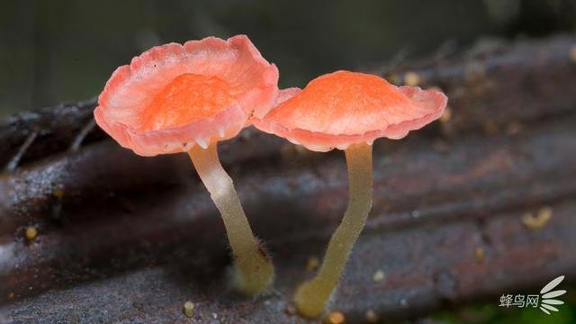 微妙的世界 这个摄影师为拍蘑菇跑遍了全世界