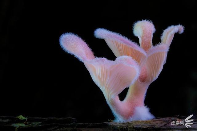 微妙的世界 这个摄影师为拍蘑菇跑遍了全世界