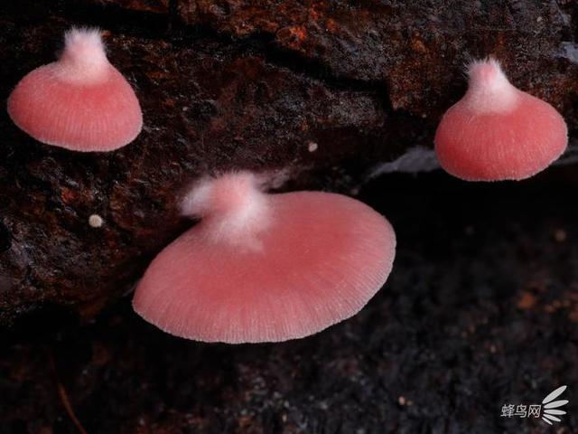 微妙的世界 这个摄影师为拍蘑菇跑遍了全世界