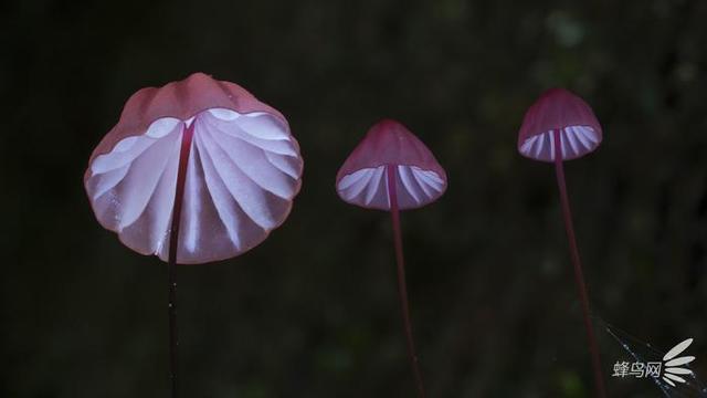 微妙的世界 这个摄影师为拍蘑菇跑遍了全世界
