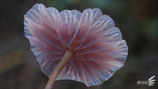 微妙的世界 这个摄影师为拍蘑菇跑遍了全世界