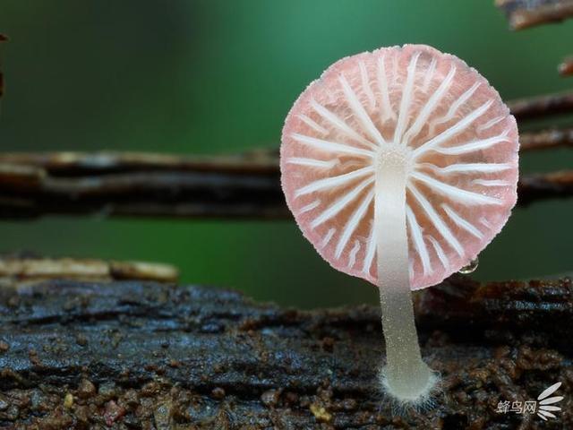 微妙的世界 这个摄影师为拍蘑菇跑遍了全世界