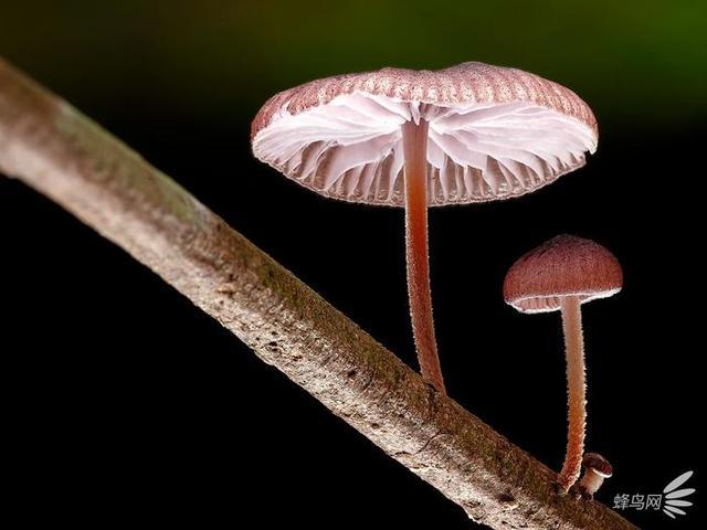 微妙的世界 这个摄影师为拍蘑菇跑遍了全世界