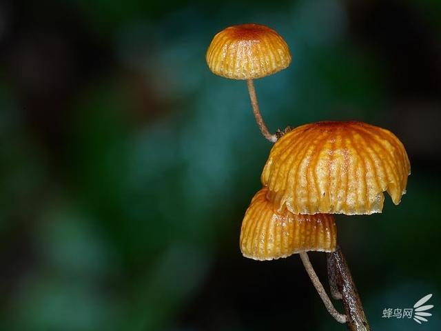微妙的世界 这个摄影师为拍蘑菇跑遍了全世界