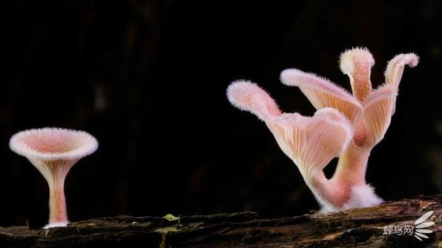 微妙的世界 这个摄影师为拍蘑菇跑遍了全世界