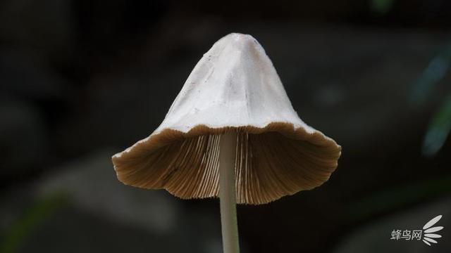 微妙的世界 这个摄影师为拍蘑菇跑遍了全世界