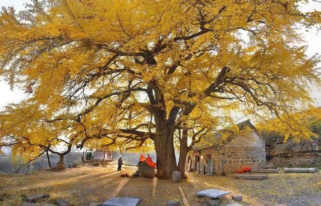 5年深入太行山600次，这个河南大叔拍出的照片让世人惊叹