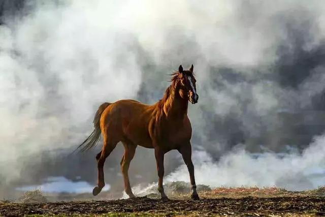 为什么去了一次伊犁，都得了相思病