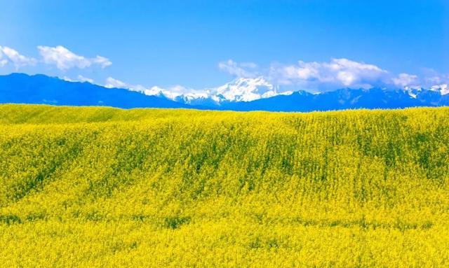 为什么去了一次伊犁，都得了相思病