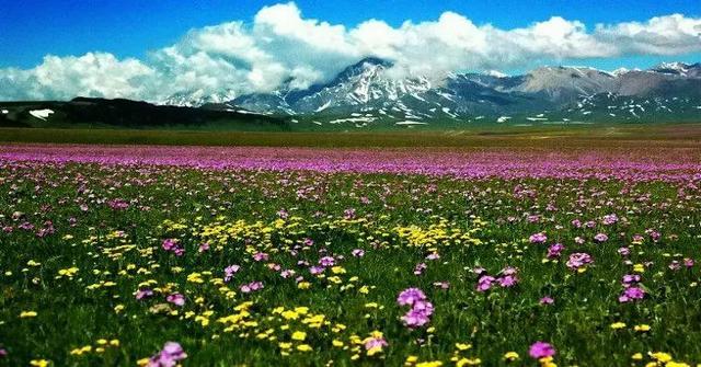 为什么去了一次伊犁，都得了相思病