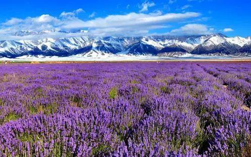 为什么去了一次伊犁，都得了相思病