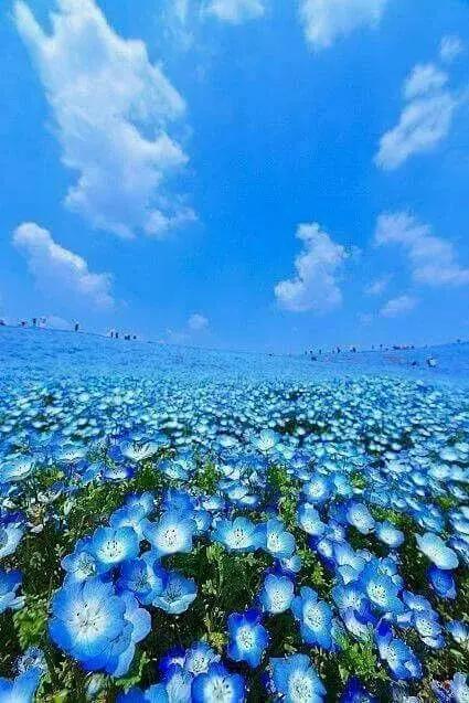 动物与自然难得一见的巧合之照