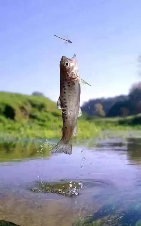 动物与自然难得一见的巧合之照