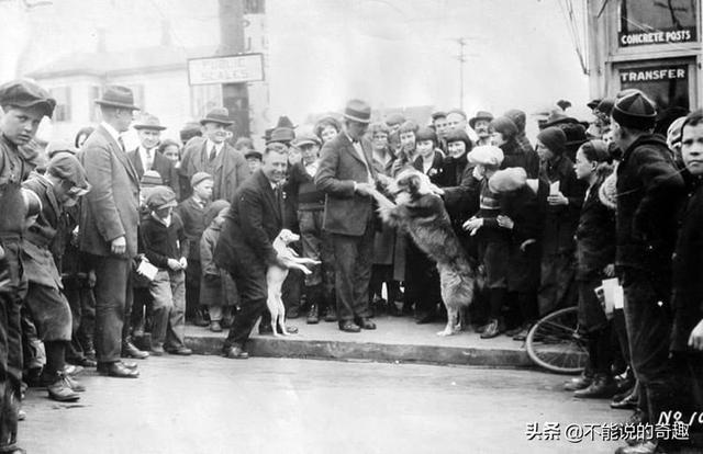 被称为“神奇的狗狗”：走失后踏遍千山万水，跨越4千公里终回家