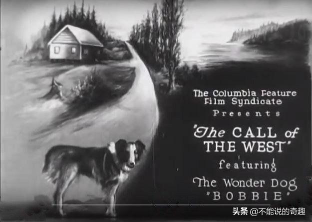 被称为“神奇的狗狗”：走失后踏遍千山万水，跨越4千公里终回家