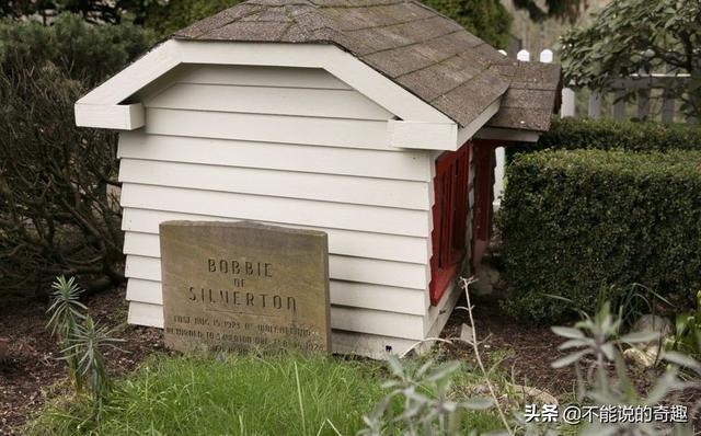 被称为“神奇的狗狗”：走失后踏遍千山万水，跨越4千公里终回家