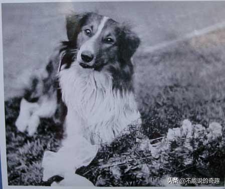 被称为“神奇的狗狗”：走失后踏遍千山万水，跨越4千公里终回家