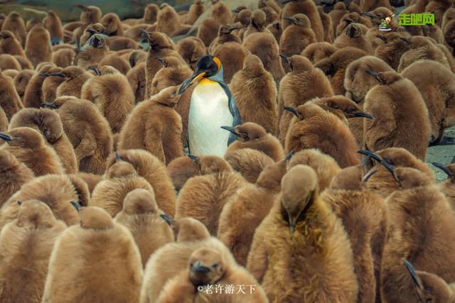 “宁愿死在路上，也不想死在病床上！”走遍世界，他们夫妇做到了
