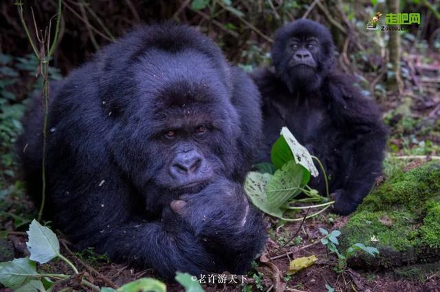 “宁愿死在路上，也不想死在病床上！”走遍世界，他们夫妇做到了