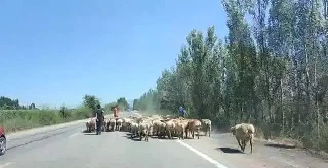 第一次去新疆吃烤肉，说先要15串，老板反复确认，端上来我人傻了