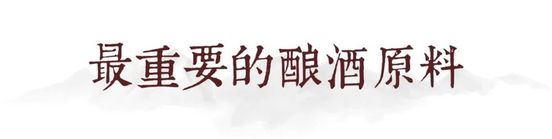 川南黔北：酒与粱的天作之合｜高粱记Ⅱ