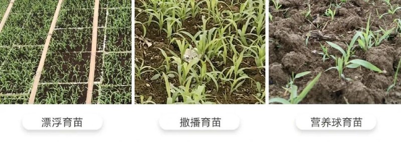 图片来源：贵州红缨子农业科技发展有限公司