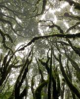 【滇之环线】云海·古城·瀑布·森林·田园·温泉······一个线路，行走哀牢山及滇东南经典与小众