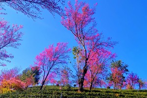 精彩世界等你去发现