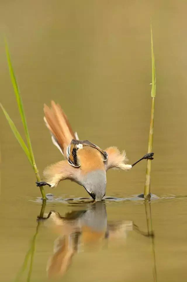 55张世间罕见照片，一眼万年！