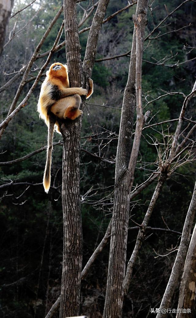 陕西佛坪：秦岭脚下的隐密胜地，世界旅游组织说这里最具旅游价值