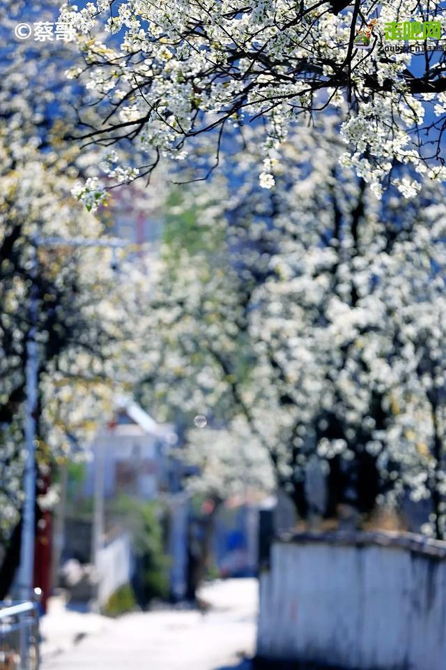 忽如一夜春风来，千树万树梨花开？川藏线最美景观大道完美诠释