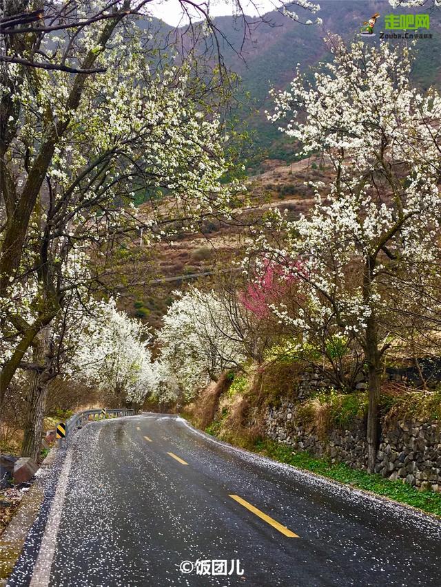 忽如一夜春风来，千树万树梨花开？川藏线最美景观大道完美诠释