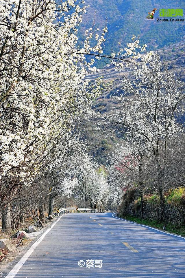 忽如一夜春风来，千树万树梨花开？川藏线最美景观大道完美诠释