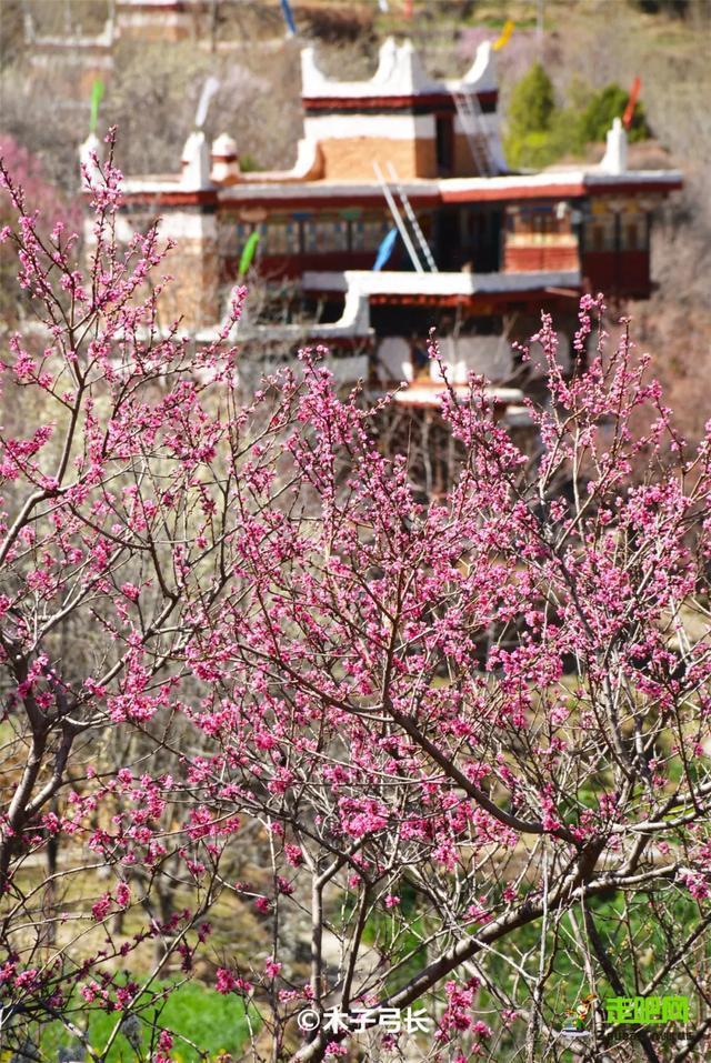 忽如一夜春风来，千树万树梨花开？川藏线最美景观大道完美诠释