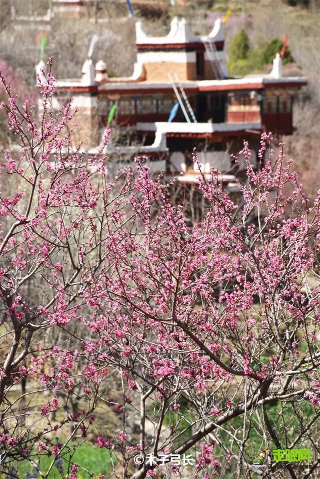 忽如一夜春风来，千树万树梨花开？川藏线最美景观大道完美诠释