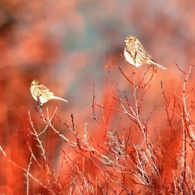 有一个远方，比西藏更西藏，那便是甘孜