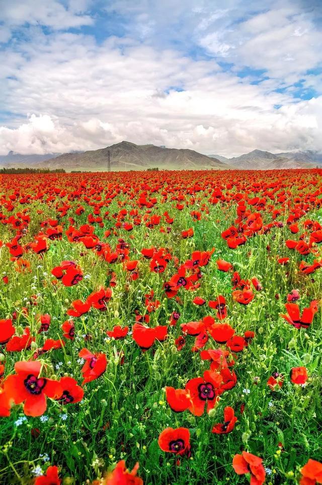 一定被你列上过旅行清单的地方，4月开始美到极致