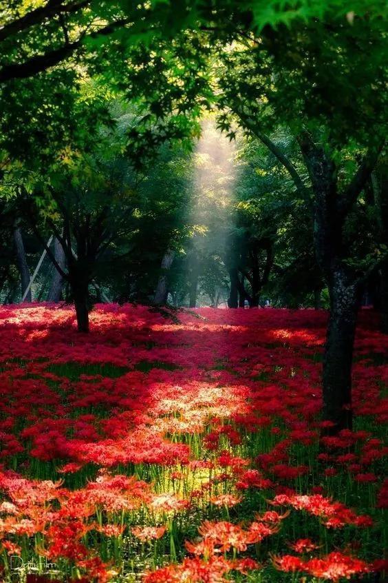 大自然的鬼斧神工，太美了，看完心情愉悦！不给大伙看实在可惜！