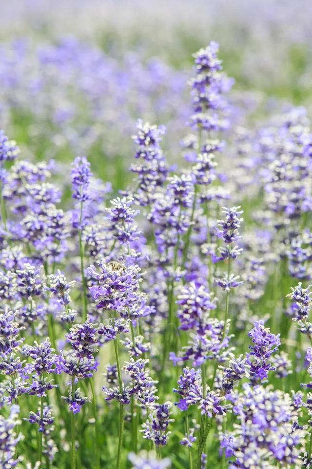 七月，忽然就想去新疆了