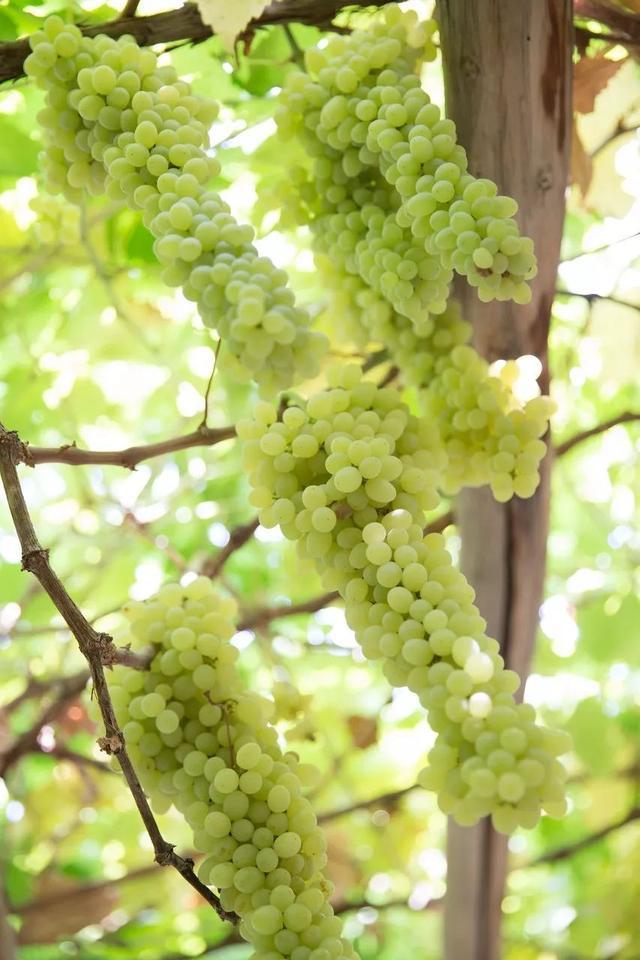 七月，忽然就想去新疆了