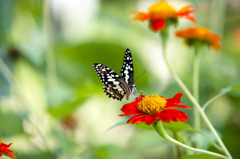 为什么手机拍照老是拍不好看呢？学会改掉这5个摄影错误非常重要