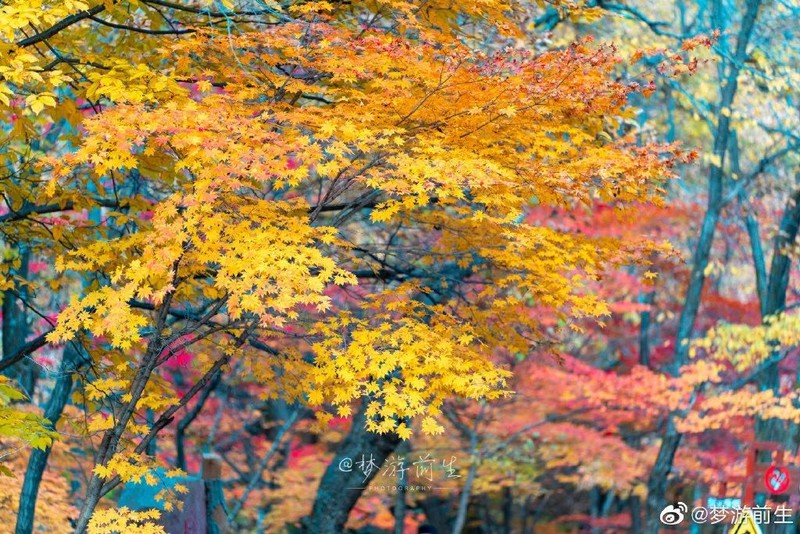 辽宁，“撩您”