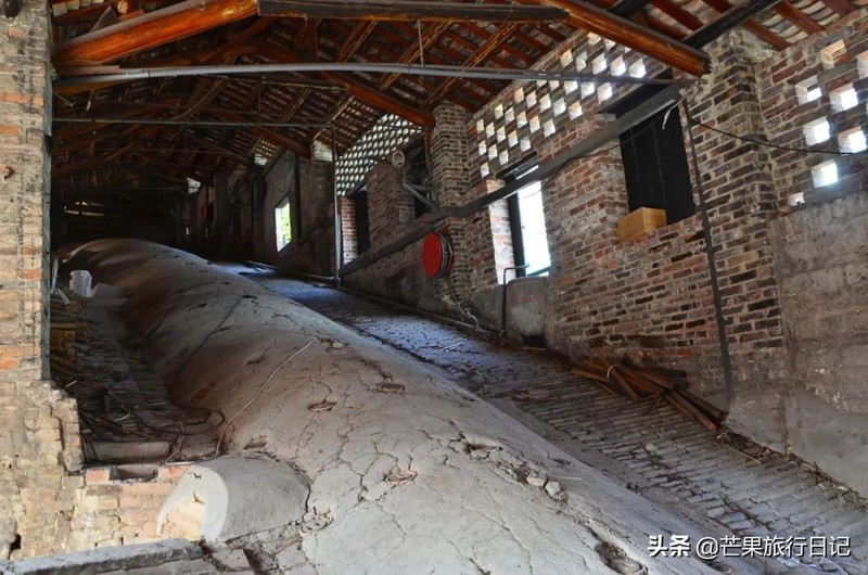 广东发现一百年古树，长在1300°古窑旁，越烧柴火树叶越茂盛