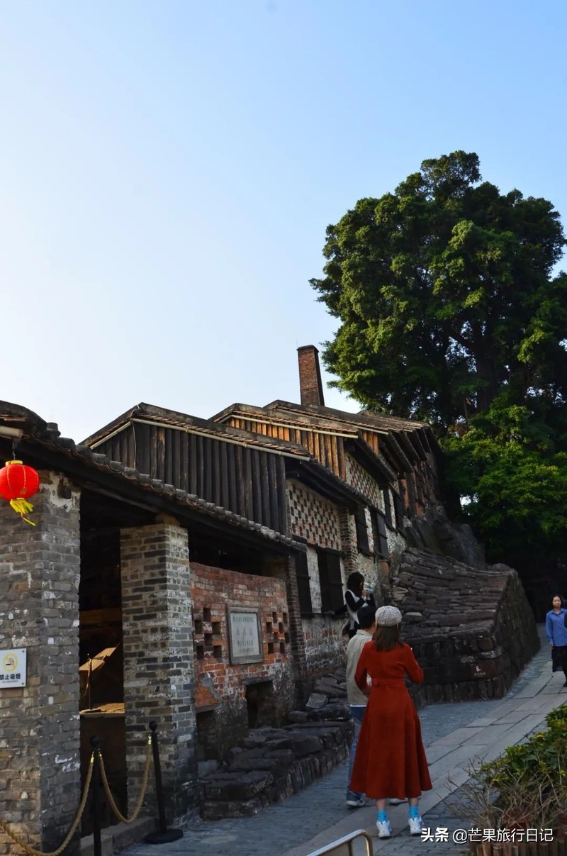 广东发现一百年古树，长在1300°古窑旁，越烧柴火树叶越茂盛