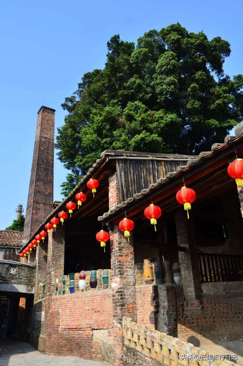 广东发现一百年古树，长在1300°古窑旁，越烧柴火树叶越茂盛